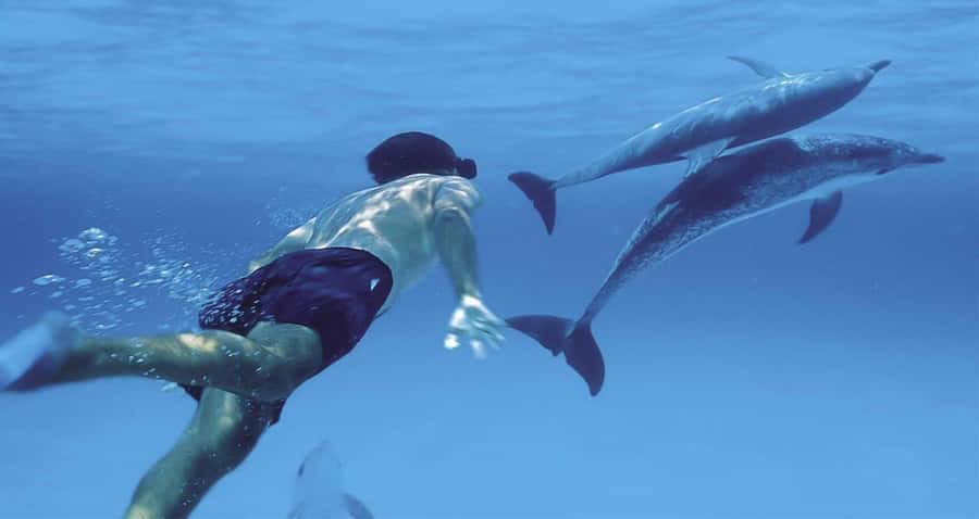 Hurghada: Dolphin watch Cruise with optional pickup - Price and Value: Where $32 Really Lands
