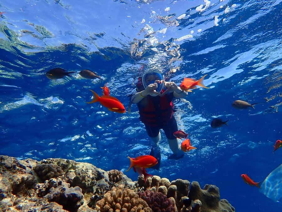 Hurghada: Dolphin watch Cruise with optional pickup - Who Should Book This Dolphin Cruise (and Who Should Skip It)