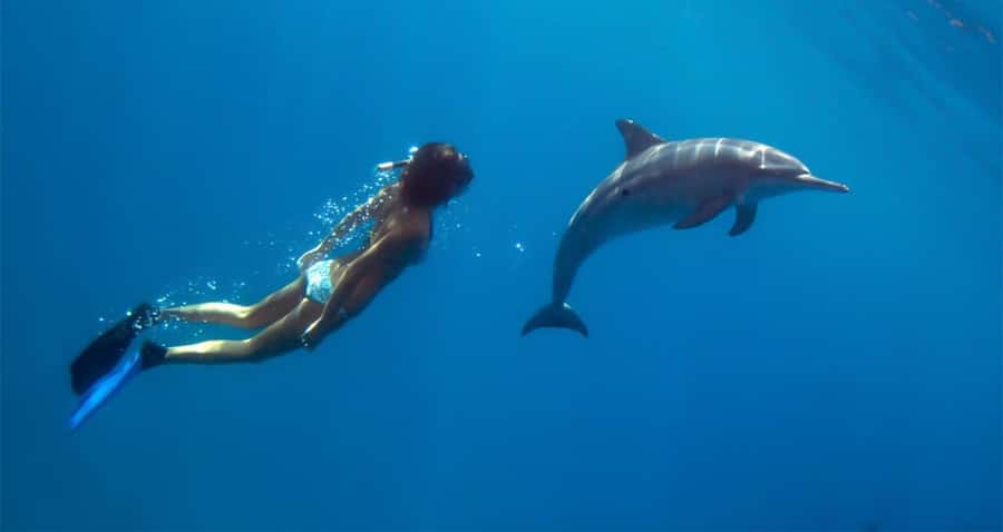 Hurghada: Dolphin watch Cruise with optional pickup - FAQ