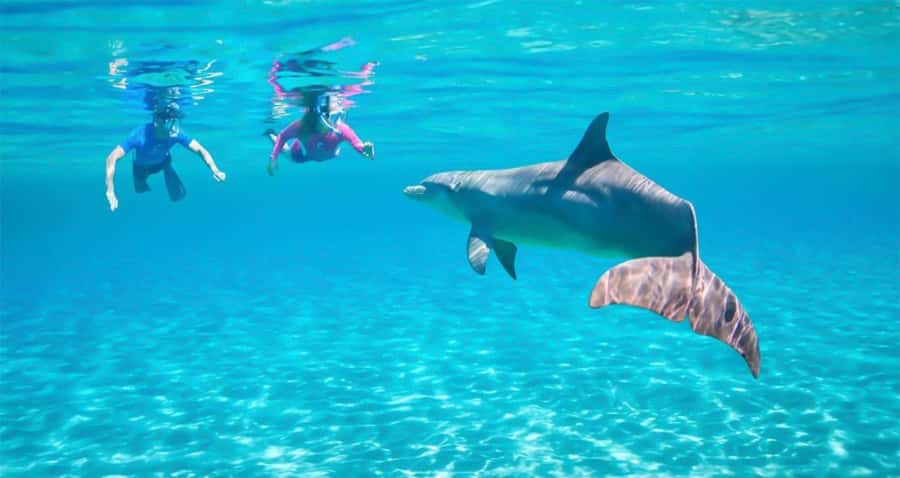 Hurghada: Dolphin watch Cruise with optional pickup - The Morning Cruise: What That 1.5 Hours Buys You