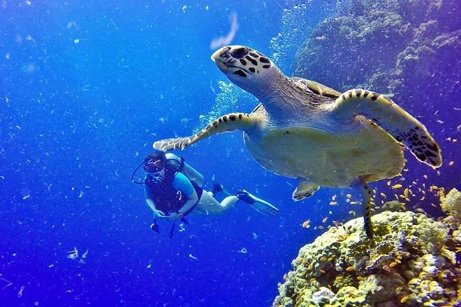 Hurghada: Full-Day Diving Tour with Lunch & Two Dive Sites - Two underwater sites: what to expect from the water time