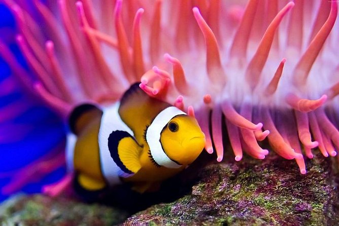 Hurghada: Full-Day Diving Tour with Lunch & Two Dive Sites - Price and value: why $26 can make sense