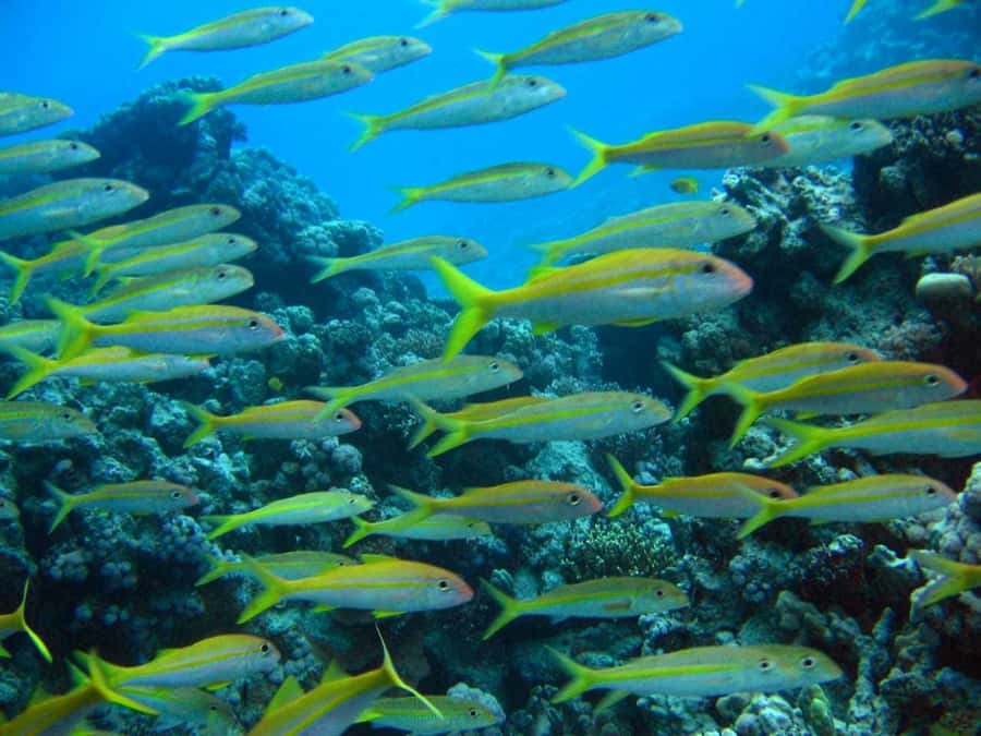 Hurghada: Full-Day Scuba Diving Tour with 2 Sites and Lunch - Gear check + instructor briefing: how first-timers feel safe