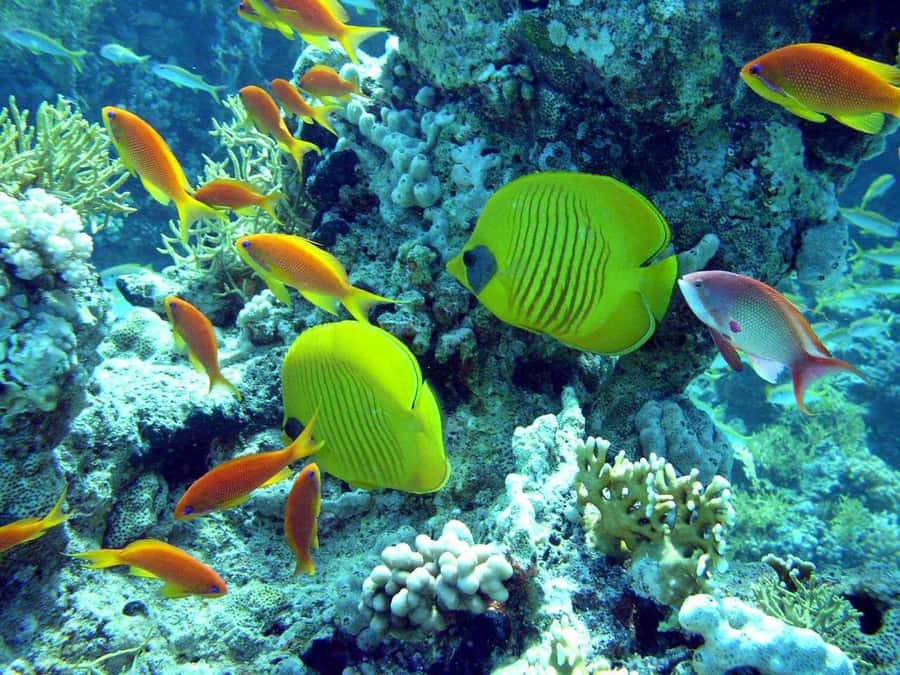 Hurghada: Full-Day Scuba Diving Tour with 2 Sites and Lunch - What you’ll actually see: coral, fish, and the little surprises