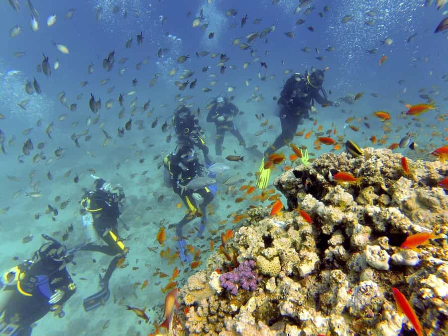 Hurghada: Full-Day Scuba Diving Tour with 2 Sites and Lunch - Should you book this Hurghada scuba trip?
