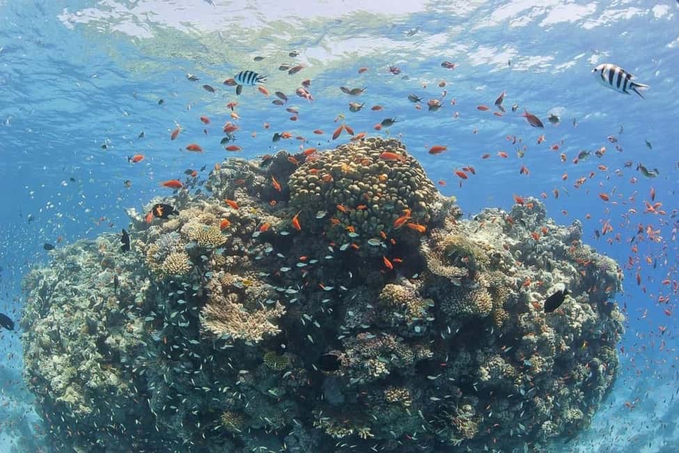 Hurghada: Full-Day Snorkeling Tour in Sharm El Naga w/Lunch - Snorkeling time at Sharm El Naga: Coral gardens and fish-watching