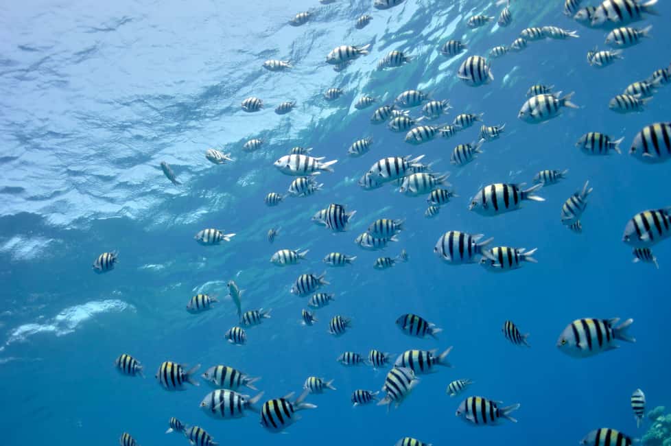 Hurghada: Glass Boat & Snorkeling with Optional Parasailing - Snorkeling for about 40 minutes: how to make it worthwhile