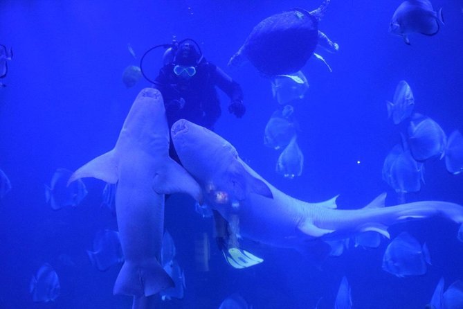 Hurghada Grand Aquarium Tour with Hotel Transfer – Hurghada - Key things to know before you go