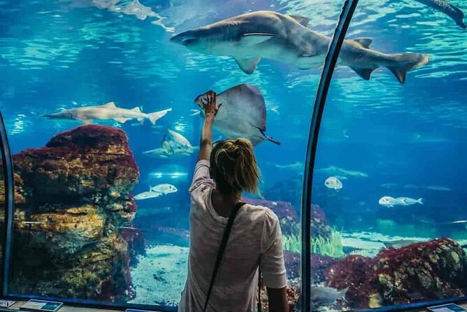 Hurghada Grand Aquarium Tour with Hotel Transfer – Hurghada - Entering the Aquarium: Air-Conditioned Comfort and the Tunnel Experience
