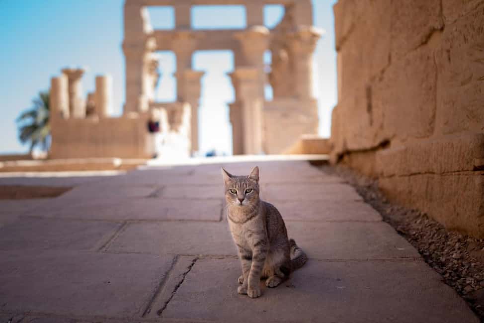 Hurghada: Luxor, Karnak Temple & Valley of the Kings - Karnak Temple and the Great Hypostyle Hall: the scale is the lesson