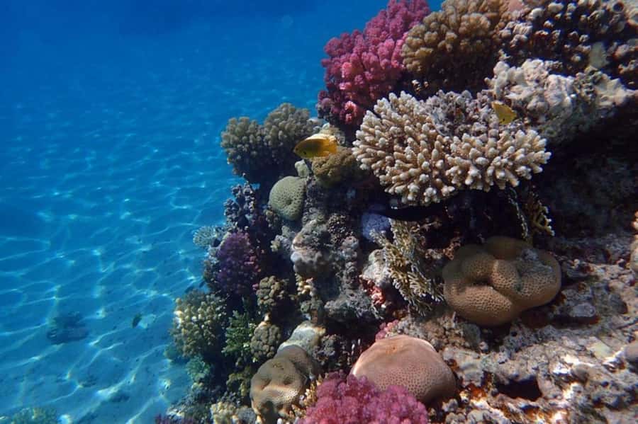 Hurghada: Luxury Private Yacht with Optional Lunch & Drinks - Should you book this private yacht and snorkeling day?