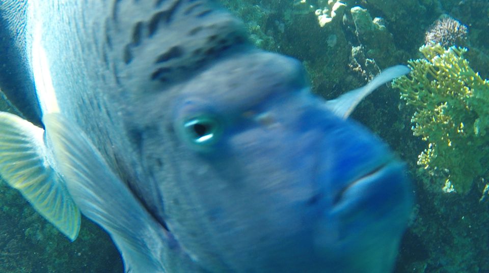 Hurghada: Orange Bay & Giftun Island, Snorkeling With Lunch - Getting into the water: snorkeling gear, coral stops, and sea life