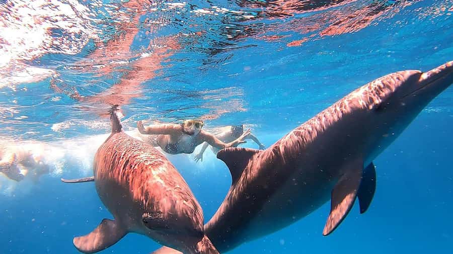 Hurghada: Orange Bay Snorkeling cruise and optional diving - Two guided snorkeling stops: coral reefs, marine life, and real structure