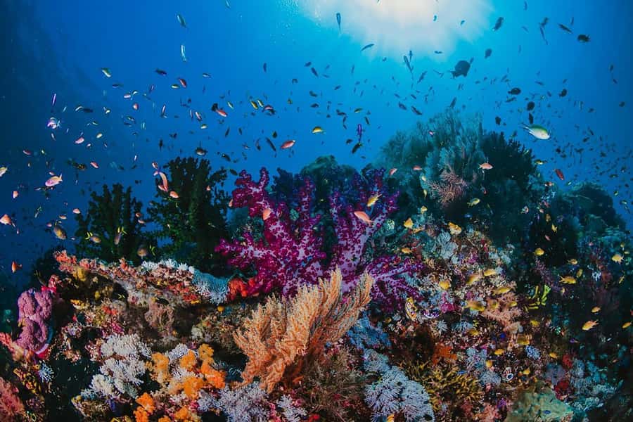 Hurghada: Orange Bay Snorkeling cruise and optional diving - Price and value: what’s included, what may cost extra, and when it’s worth it