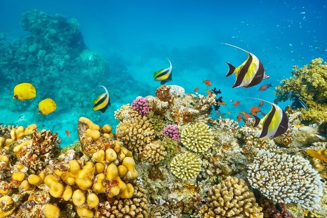Hurghada Panorama Submarine Boat Trip with Snorkel and Drinks - Choosing a Departure Time (9:00, 11:30, 1:30, 3:00)