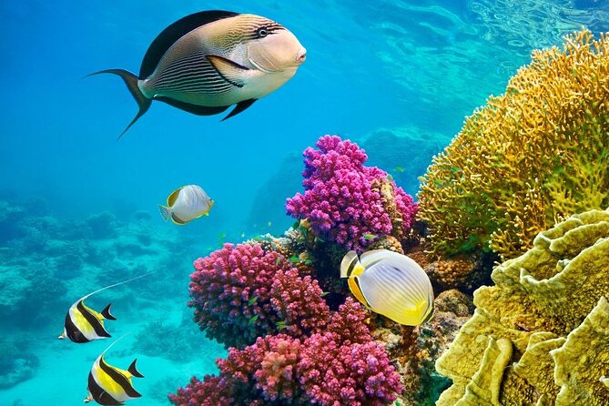 Hurghada Panorama Submarine Boat Trip with Snorkel and Drinks - Boarding and Safety Briefing: Quick, Clear, and Practical