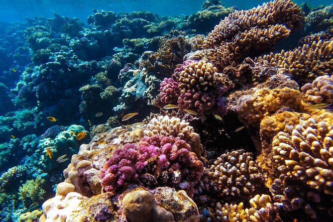Hurghada Panorama Submarine Boat Trip with Snorkel and Drinks - What Marine Life You Can Expect (and How to Spot It)