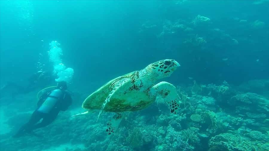 Hurghada: Premium Island Cruise with Lunch and snorkeling - Should you book this Premium Island Cruise from Hurghada?
