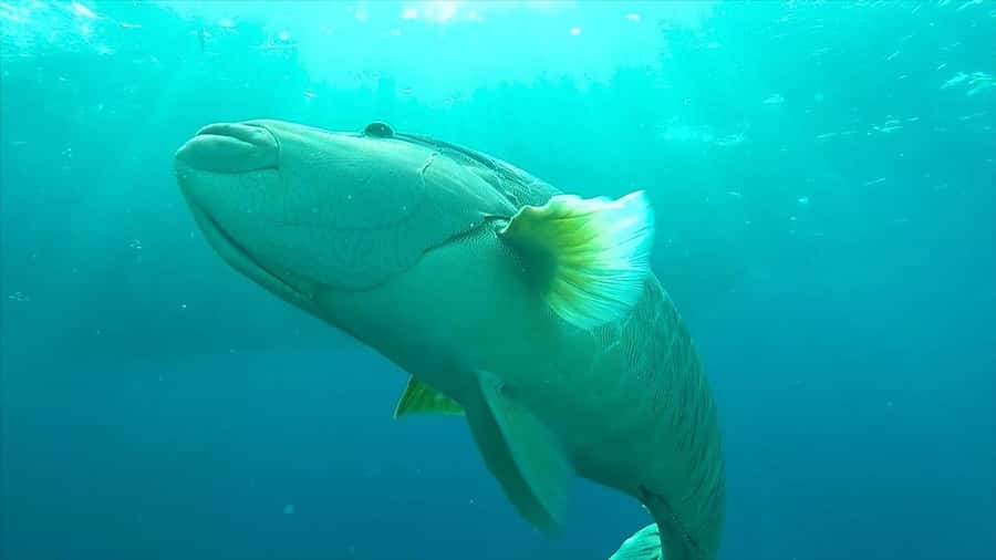 Hurghada: Premium Island Cruise with Lunch and snorkeling - Lunch and drinks on board: buffet that fits a sea day