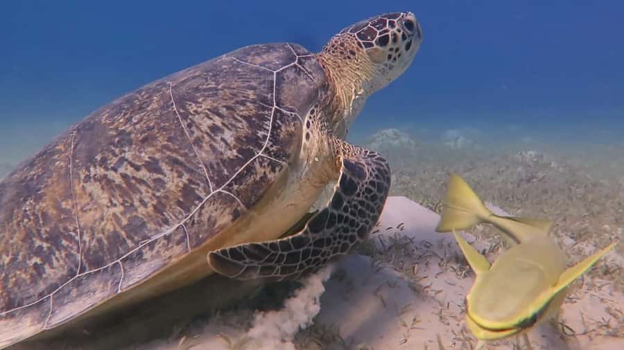 Hurghada: Premium Island Cruise with Lunch and snorkeling - Who this Hurghada cruise is best for