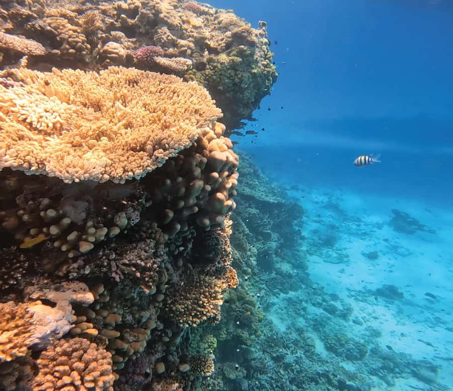 Hurghada: Premium Orange Island Cruise with Lunch & Transfer - Two coral snorkeling stops: what to expect at each one