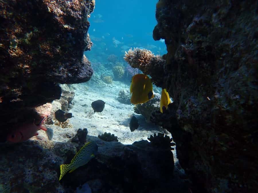 Hurghada: Private Speedboat to Magawish Island - When this tour makes sense (and when it might not)