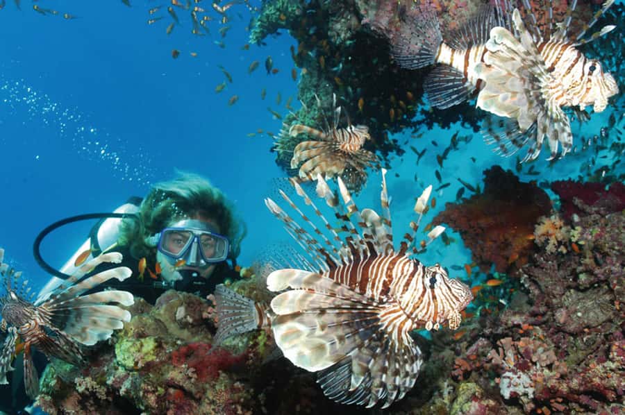 Hurghada, Professionals Diving in Open Water Tour with Lunch - Second underwater session plus snorkeling: two chances to enjoy the Red Sea