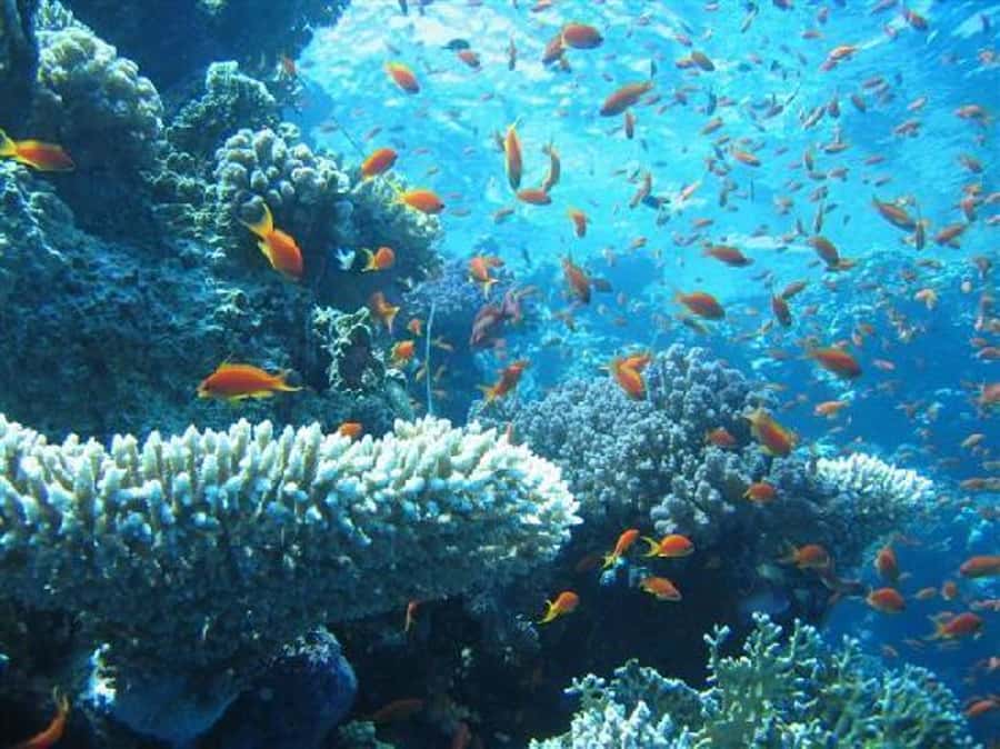 Hurghada, Professionals Diving in Open Water Tour with Lunch - The underwater experience: colorful coral, fish, and the value of steady coaching