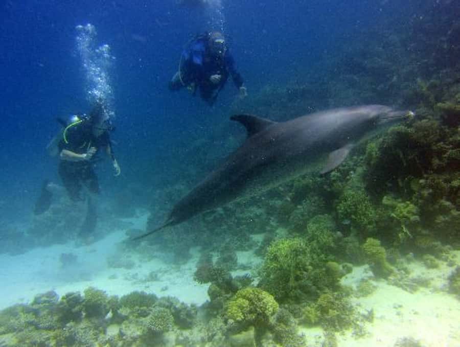 Hurghada, Professionals Diving in Open Water Tour with Lunch - Price and value: is $72 a fair deal for Hurghada?