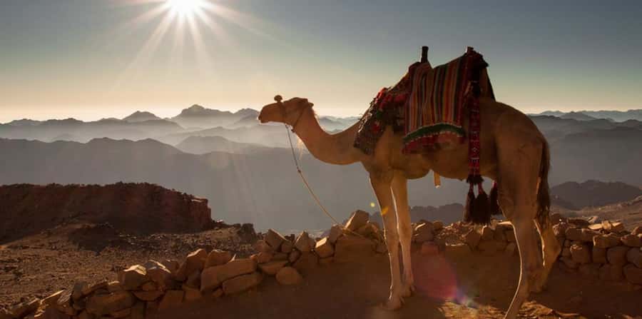 Hurghada: Quad Bike, Sea, Camel, Safari, Stargazing & Dinner - Stargazing Under the Desert Sky: Telescopes, Moon Viewing, and Planet Fun