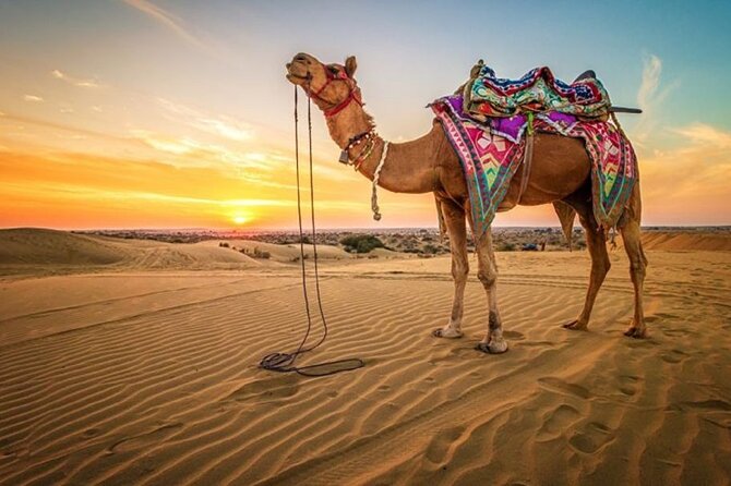 Hurghada: Quad, Jeep, Camel and Buggy Safari with BBQ Dinner - ATV Quads: Why the Most Popular Ride Feels Like the Real Deal