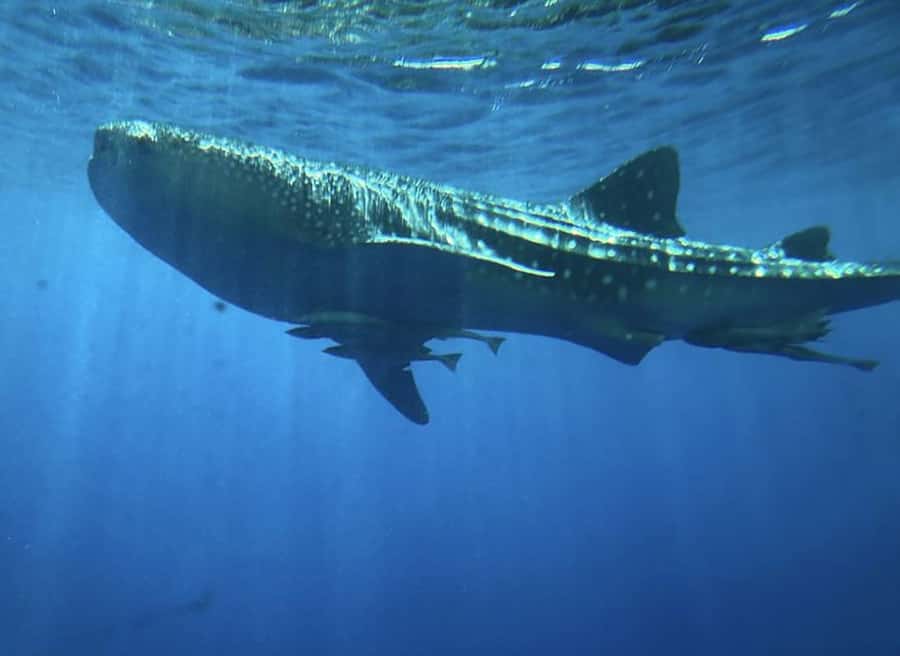 Hurghada: Royal Seascope Submarine cruise with Snorkel stop - Price and value: what $23.26 gets you (and what it doesn’t)