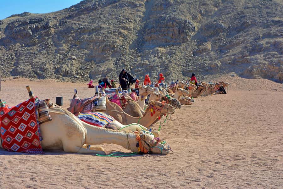 Hurghada: Safari Jeep & Camel Ride with BBQ Dinner & Show - Who this Jeep-and-camel desert trip is best for