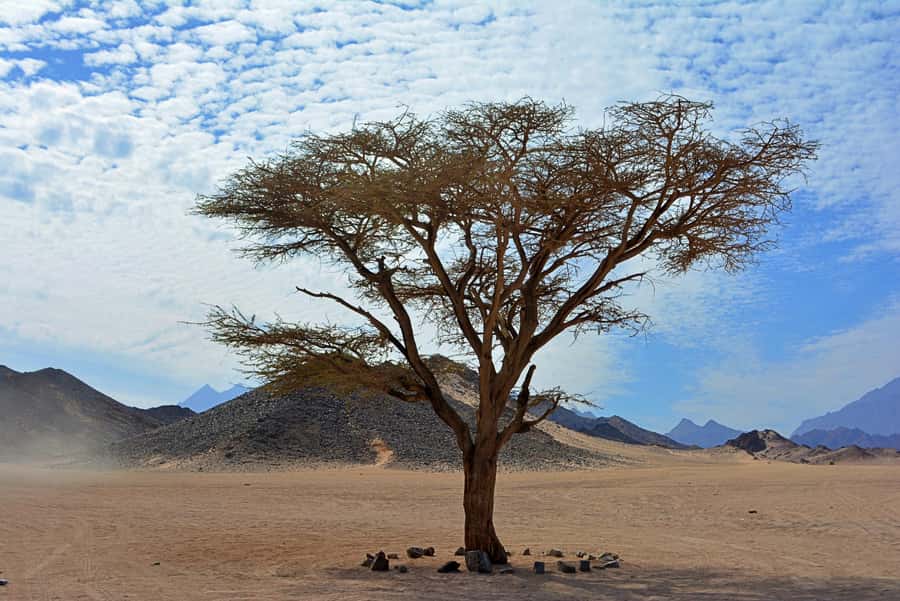 Hurghada: Safari Jeep & Camel Ride with BBQ Dinner & Show - Bedouin village visit: hospitality plus everyday context