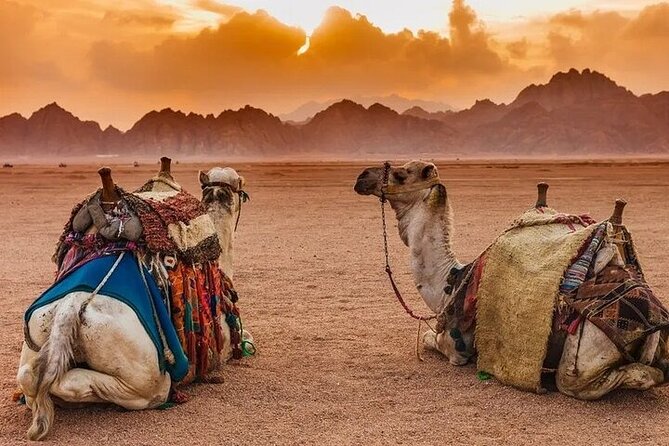 Hurghada Safari Trip Quad, Buggy, Jeep, Camel, Dinner, and Show - Price math: $12 looks great, then fees can change the total