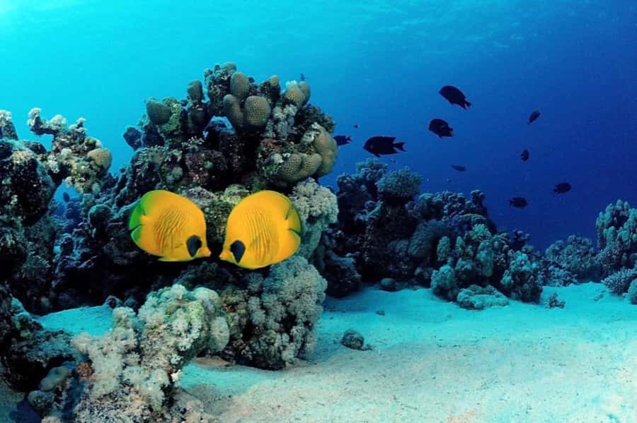 Hurghada: Scuba Diving cruise with lunch & pickup - The Boat Between Sessions: Sun, Snacks, and Real Group Energy