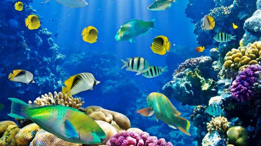 Hurghada: Scuba Diving cruise with lunch & pickup - Lunch on Board and Unlimited Drinks: More Than a Filler