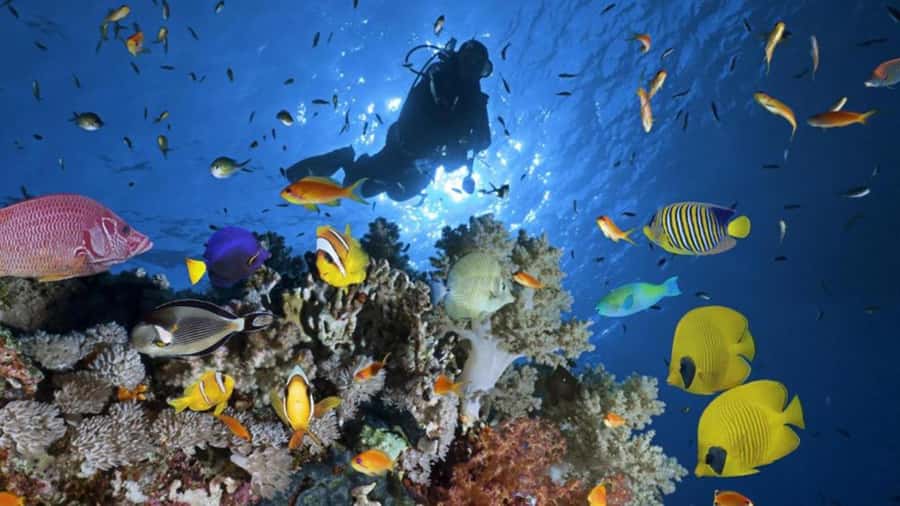 Hurghada: Scuba Diving cruise with lunch & pickup - Gear, Paperwork, and Instructors: What Really Makes the Day Work