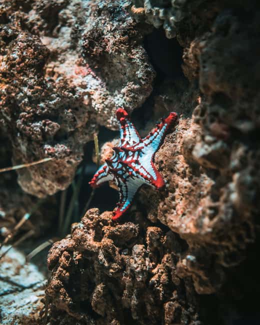 Hurghada: Scuba Diving for Beginners & Certified Divers - Two underwater sites: what the reef and fish time is really like