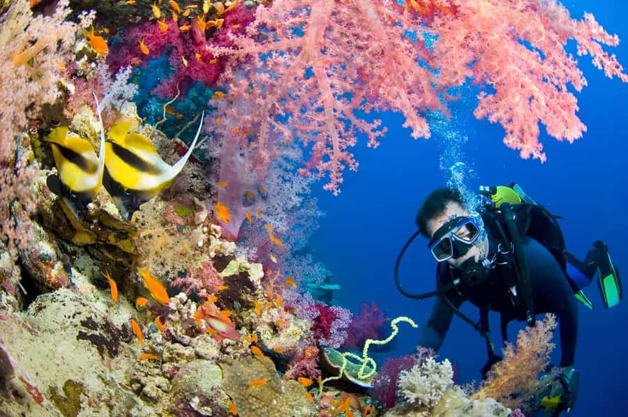 Hurghada Scuba Diving Trip with Pick-up, Lunch - Lunch and free time: what the onboard break really gives you