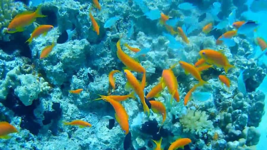 Hurghada Scuba Diving Trip with Pick-up, Lunch - Second underwater spot: another chance to enjoy the Red Sea
