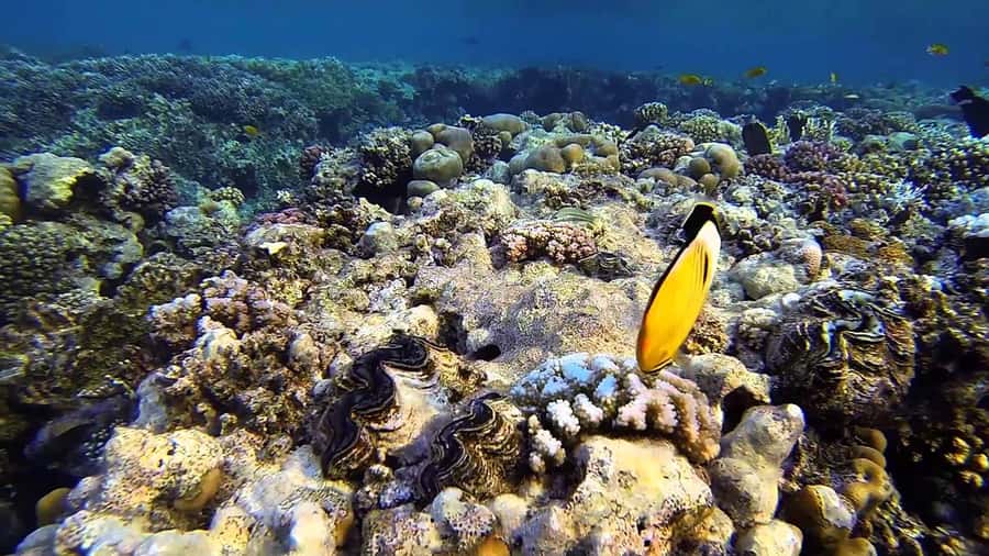 Hurghada Scuba Diving Trip with Pick-up, Lunch - Language and group size: the two variables that can change your day