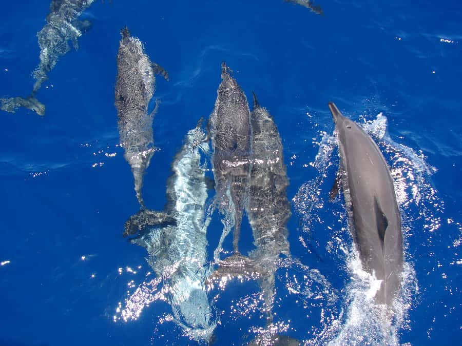 Hurghada: Snorkeling 6 x 1 to Orange Bay w Diving & Massage - Key highlights you’ll actually care about