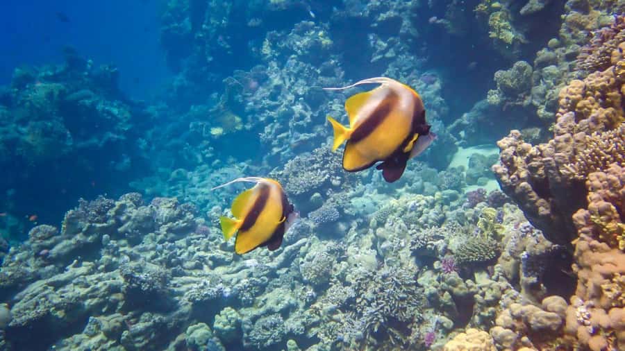 Hurghada: Snorkelling Trip by Speedboat with Hotel Pickup - The 4-hour plan: Magawish, Giftun, and Abu Mingar mangroves