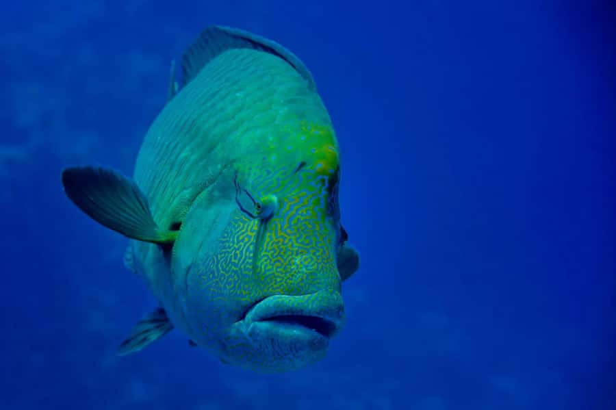 Hurghada: Snorkelling Trip by Speedboat with Hotel Pickup - Dolphins and sandbar moments: the fun bonus, not the guarantee