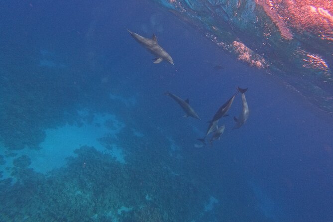 Hurghada Speedboat Dolphin Watching and Snorkeling - Snorkeling Time and Island Relaxing: What You’ll Actually Do