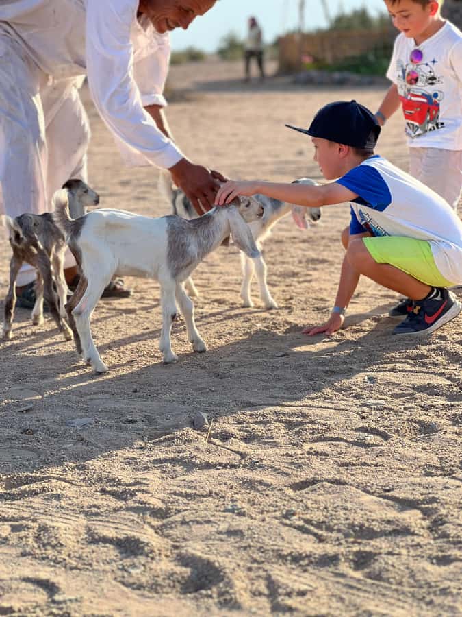 Hurghada: Sunset Camel Ride with Dinner - Dinner Under Desert Skies: What’s Served and Why It Works