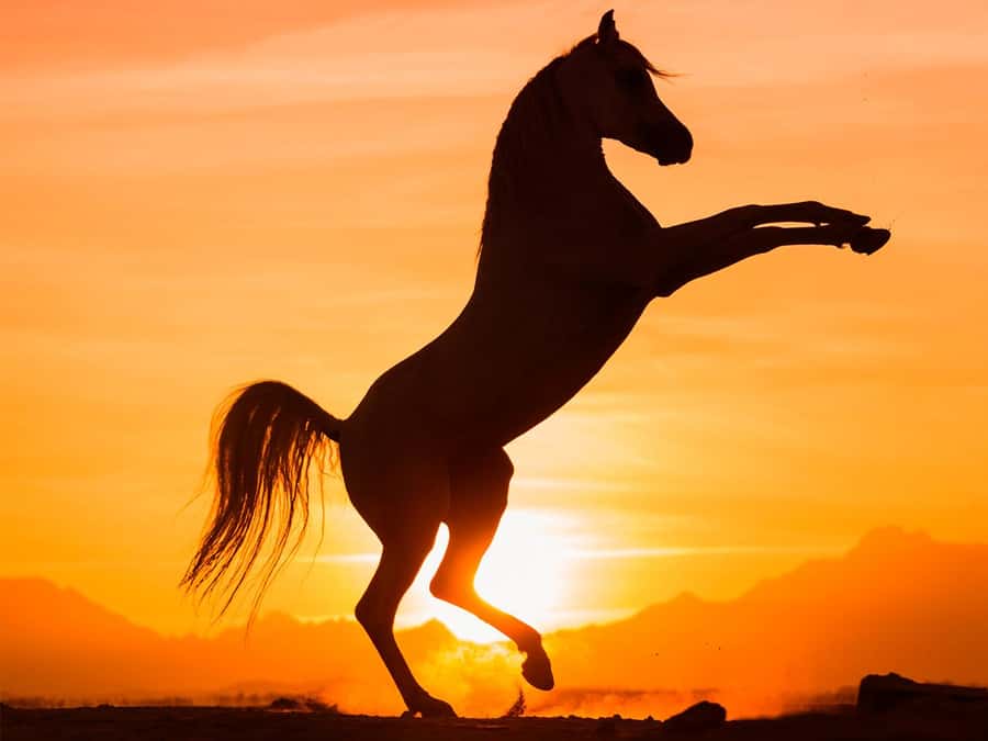 Hurghada: Sunset Sea, Desert Horse W Opt, Dinner, Stargazing - Pickup and Timing: How the Day Actually Flows
