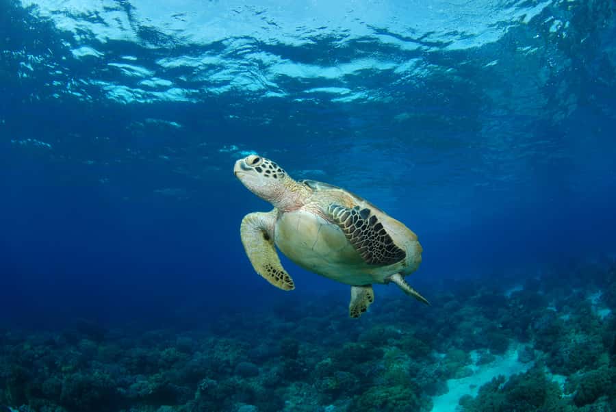 Hurghada: Turtle Bay Speedboat Tour with Snorkeling - Key things I’d plan around