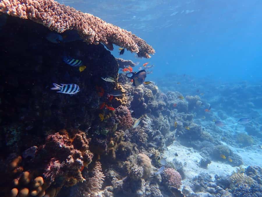 Hurghada: Yacht trip To Magawish island w Snorkeling & Lunch - How the Day Flows: Pickup, Harbor, and a Dolphin Search